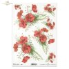 mak, maki, makowe, kwiat, łąka, ogród, lato, R955, poppy, flower, meadow, garden, summer, Mohn, Mohnblume, Blume, Wiese, Garten, Sommer, amapola, flor, prado, jardín, verano
